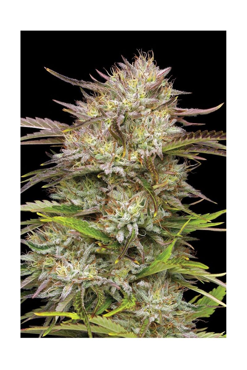 California Haze, Фасовка: 3, изображение 2